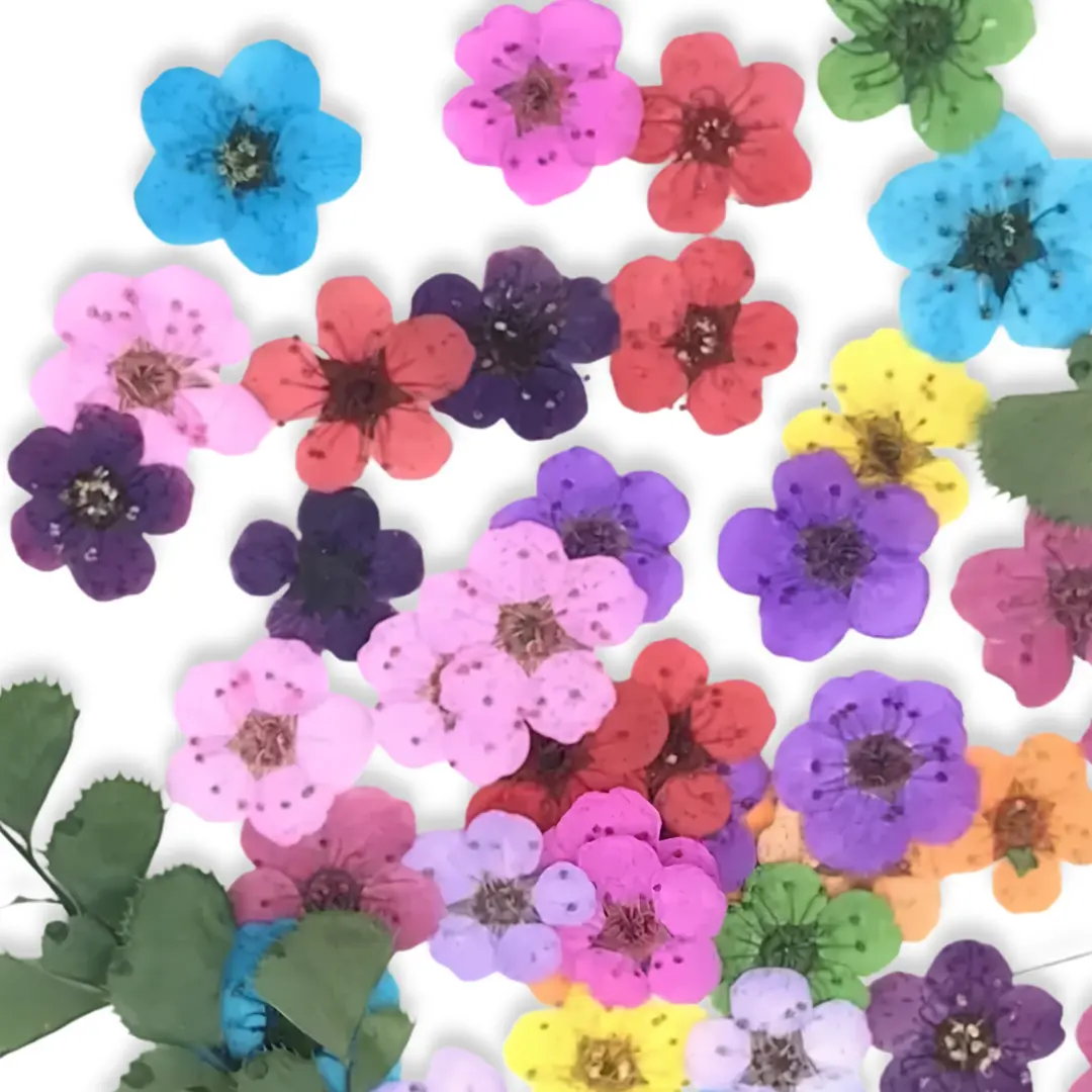 Plum Blossom Natural Pressed Flower Mixed Colour