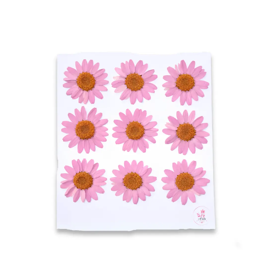 Light Pink Daisy Pressed Dry Flower for Resin Art