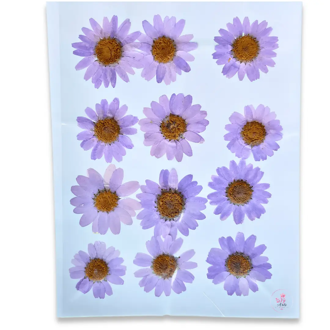 Lavender Daisy Pressed Dry Flower for Resin Art