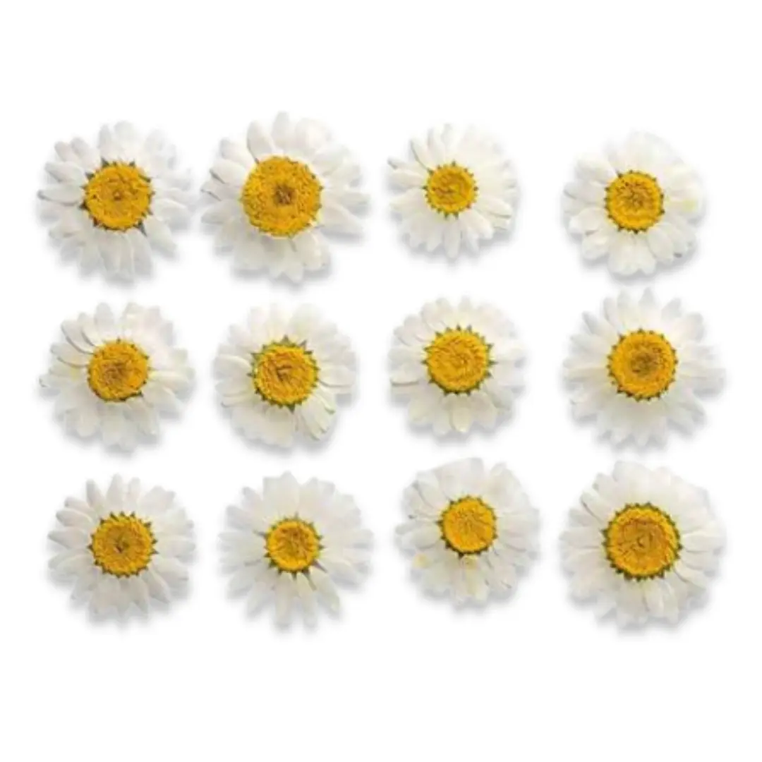 White Daisy Pressed Dry Flower for Resin Art